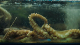 DAVID JASCHA ZUSCHLAG