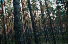 DAVID JASCHA ZUSCHLAG