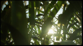 DAVID JASCHA ZUSCHLAG